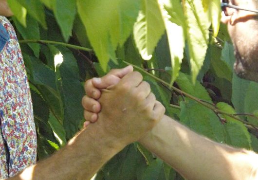 >En ce moment dans le verger c&rsquo;est…La taille!