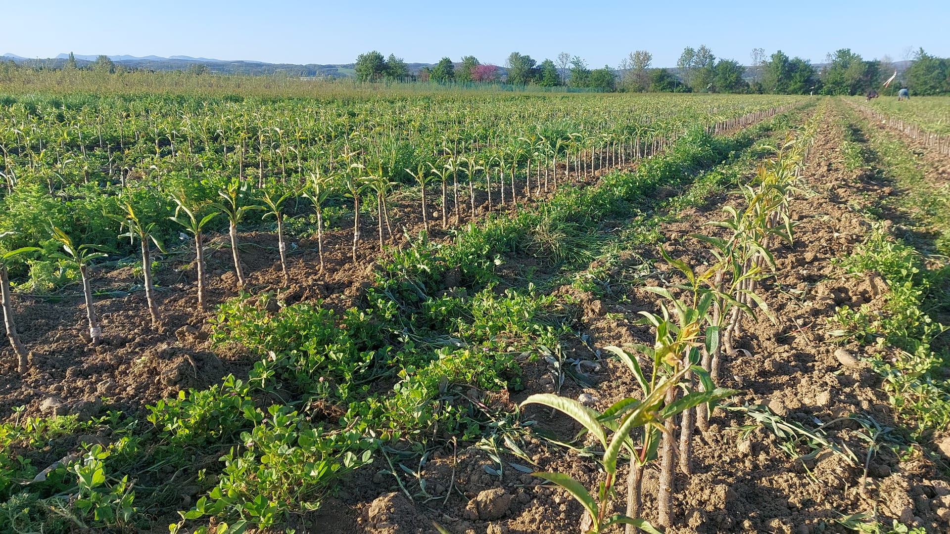 Star Group est fier de soutenir la chaire Innov’Arbo qui sera officiellement lancée au SIVAL 2025 🌱