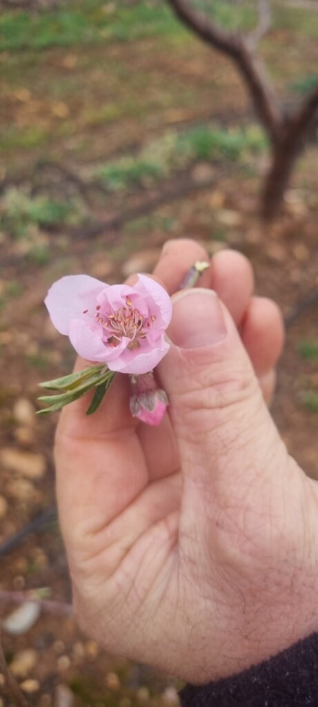 Les variétés Low Chill en floraison