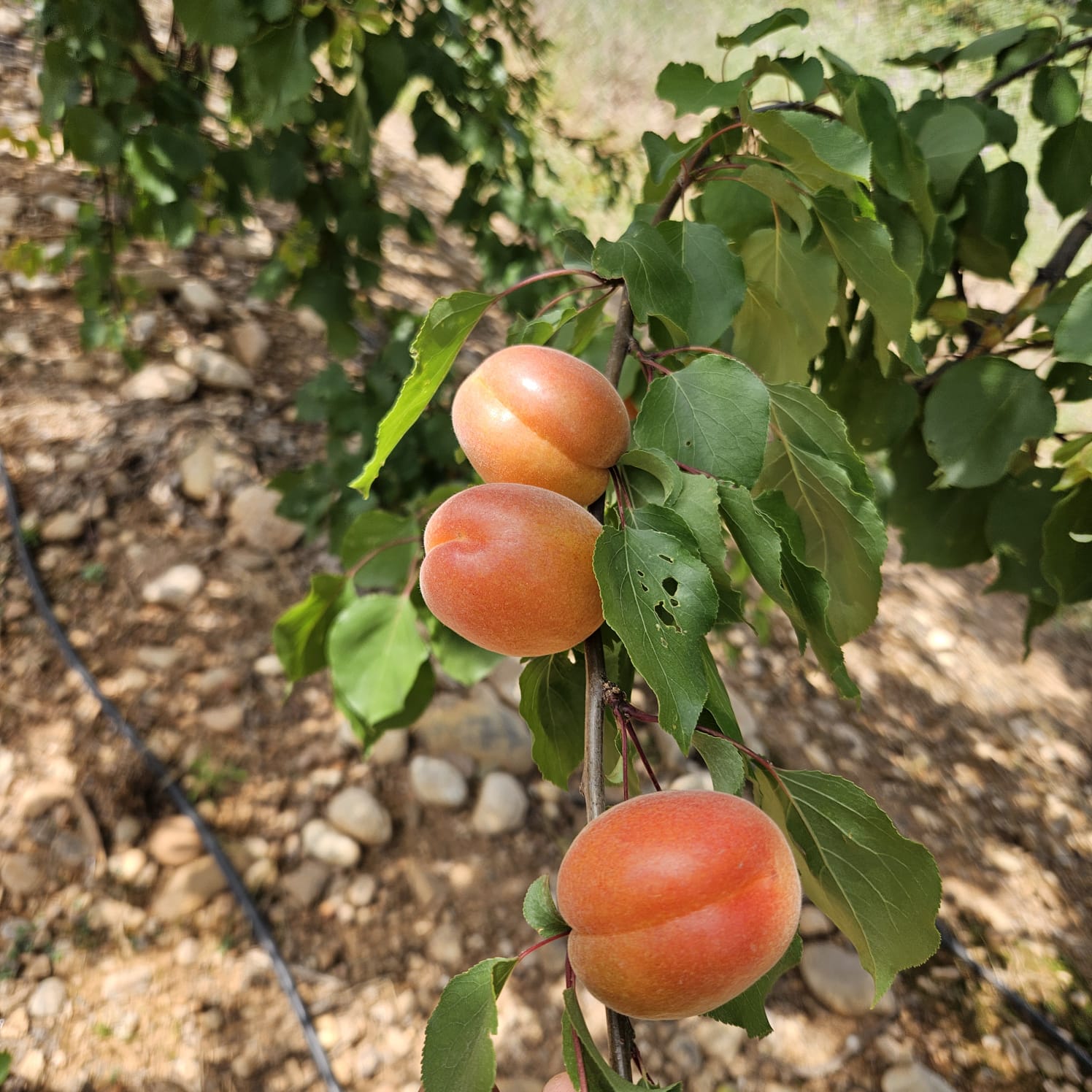 Dans la Crau, les premiers abricots ouvrent la saison