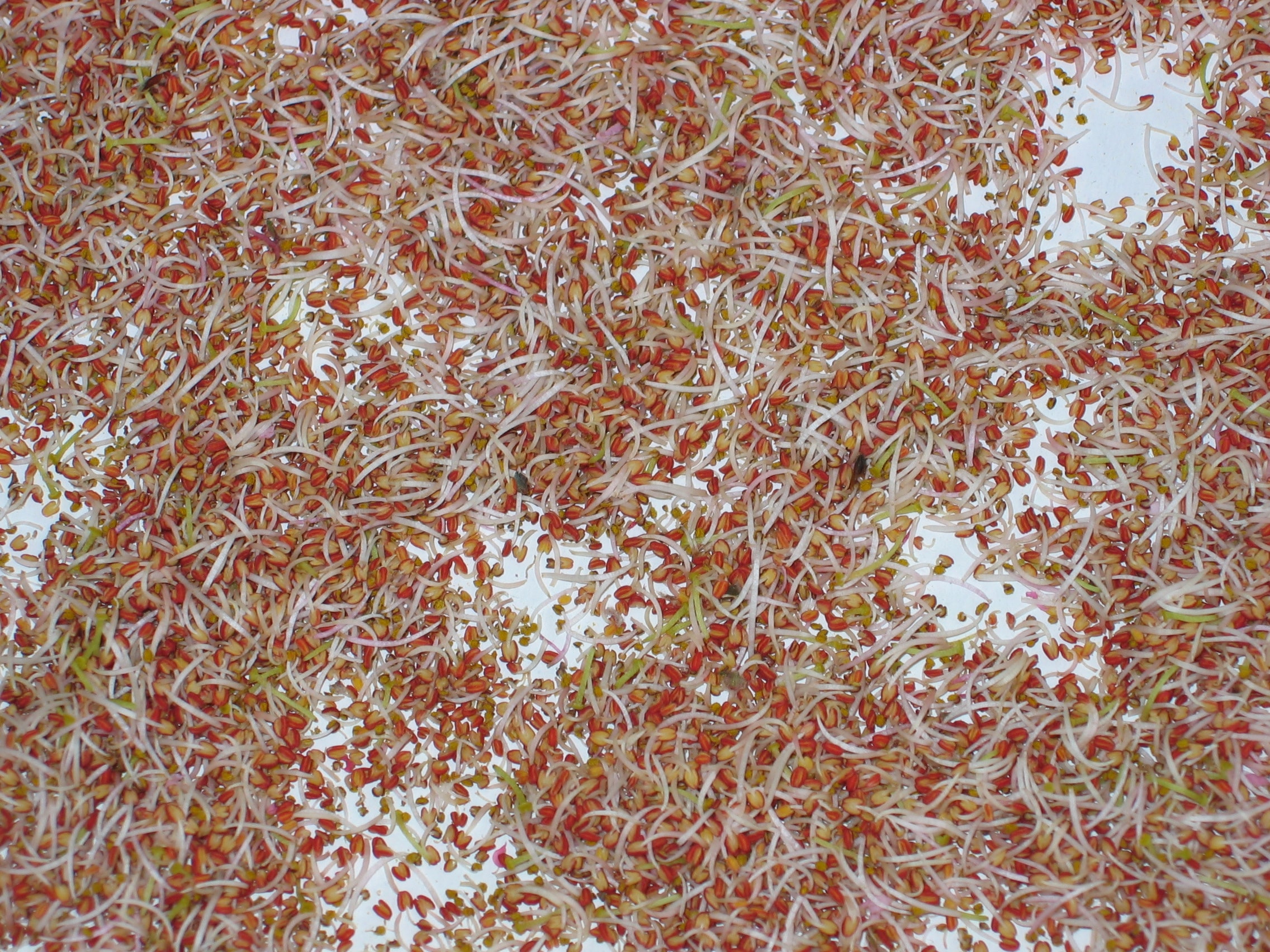 Actualités & recrutements AC Fruit